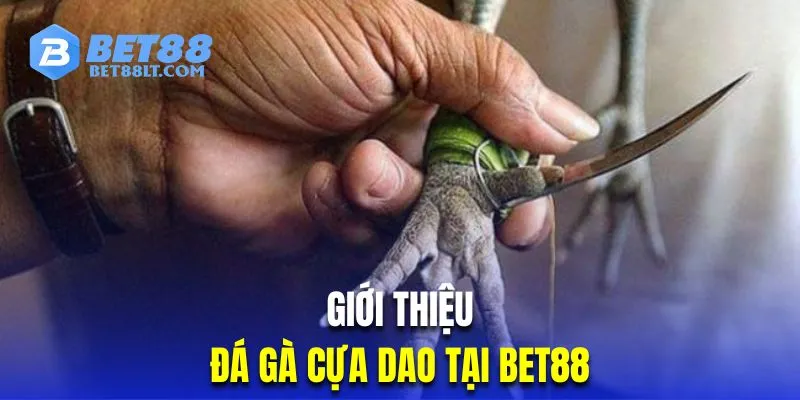 Tìm hiểu hình thức đá gà cựa dao đặc sắc